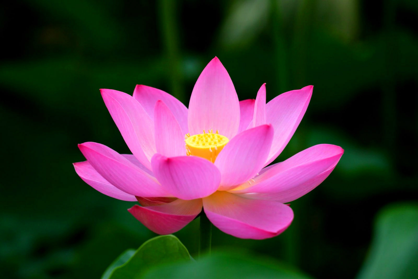 Vì sao nói Sen là loài hoa thanh khiết của nhà Phật? 